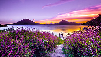 Lavender, Beautiful HD wallpaper