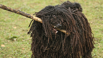 Bergamasco, Unusual dog breed, Adoption, Animal HD wallpaper