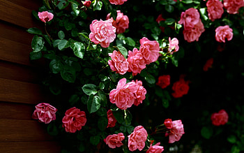 Plants, Flowers, Roses HD wallpaper