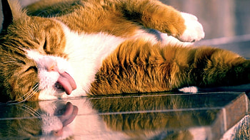 Cat, feline, licking, reflection HD wallpaper