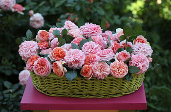 Flowers, Roses, Disbanded, Loose, Basket HD wallpaper