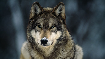 Gray Wolf, , Facts, Map HD wallpaper