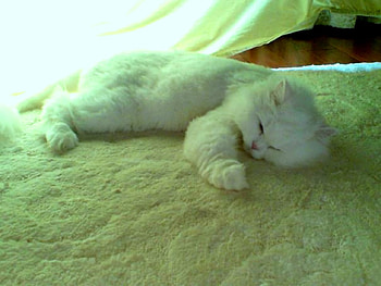 Sweet asleep, sweet, adorable, white cat, asleep HD wallpaper