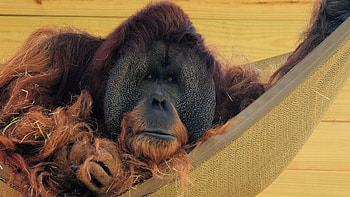 Animals, Wall, Wool, Straw, Hammock, Orangutan HD wallpaper