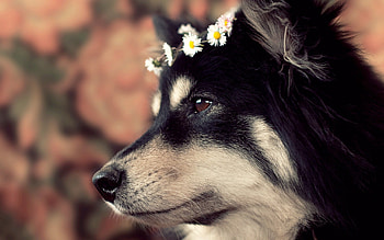 Animals, Dog, Muzzle, Spotty, Spotted, Profile HD wallpaper