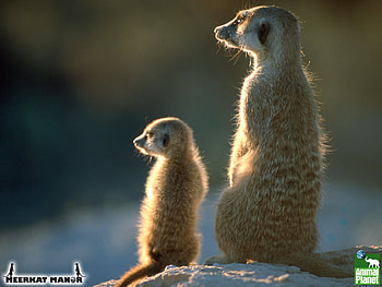 Meerkats, desert, meerkat, sand, sun HD wallpaper