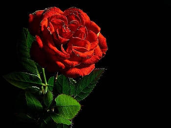 Red Rose (for Anca), black, , , pedals, close up, background, rose, leaves, flower, green, red, nature, wall, macro HD wallpaper