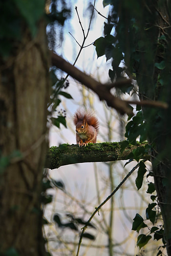 Animals, Squirrel, Wood, Tree, Branches, Wildlife HD phone wallpaper
