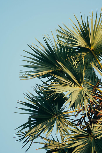 Nature, Sky, Leaves, Palm, Branches, Carved HD phone wallpaper