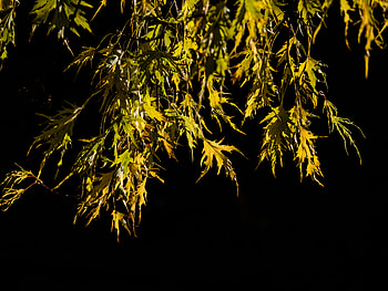 Nature, Leaves, Branches, Black Background HD wallpaper