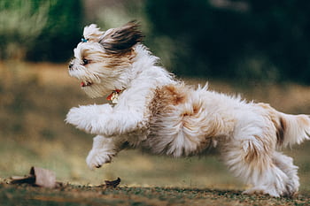 Adorable Shih Tzu puppy in motion, running joyfully outdoors in Belo Horizonte, Brazil. HD wallpaper