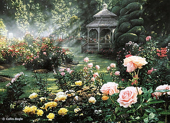 Garden roses, colorful, fresh air, relaxation, beautiful, beauty, vegetation, rose, nature, flowers, pleasant HD wallpaper