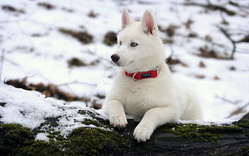 Animals, Snow, Dog, Puppy, Moss, Husky, Haska, Collar, Log HD wallpaper