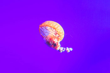 Jellyfish 1, jellyfish, underwater, animals, 1 HD wallpaper