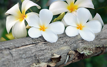 Plumeria tree , Pink flowering trees, beauty, Nature's delicacy HD wallpaper