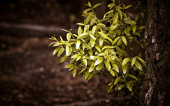 Nature, Leaves, Bush, Wood, Tree, Trunk HD wallpaper
