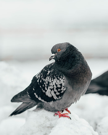 Animals, Bird, Grey, Dove, Curious HD phone wallpaper