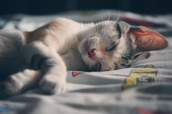 Cute kitten sleeping peacefully indoors on a colorful bedspread, perfect for pet lovers. HD wallpaper