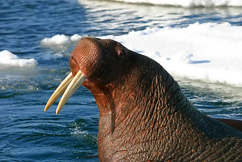 Majestic bull walrus, Frozen wilderness, Arctic beauty, Animal kingdom HD wallpaper