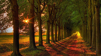 Country Road at Autumn, colors, trees, alley, fall, leaves HD wallpaper