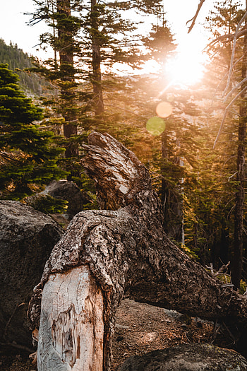Nature, Trees, Sun, Glare HD phone wallpaper