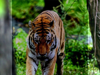 Tiger, tigers, animals HD wallpaper