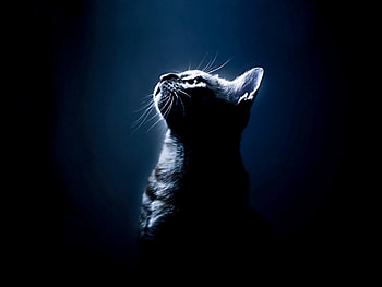 Animals, Cats HD wallpaper