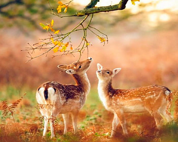 Nice Day, branch, flowers, deer, animals HD wallpaper