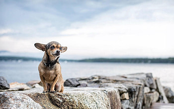 Animals, Stones, Sit, Dog, Small, Petite HD wallpaper
