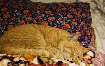 Cute Cat, animal, cute, cat, pet HD wallpaper