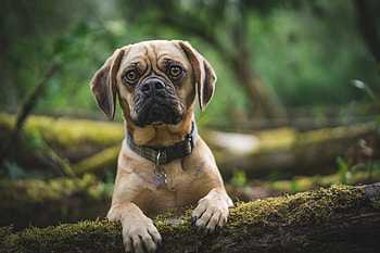 Animals, Dog, Pet, Sight, Opinion, Sad, Pug HD wallpaper