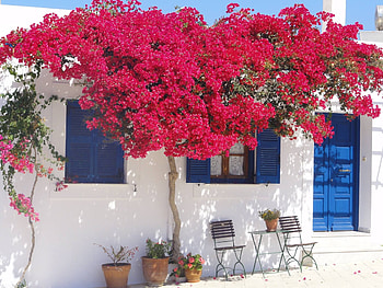 Paros Greece outdoor gardens tropical landscaping HD wallpaper