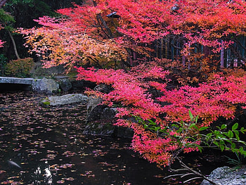 Fish Pond, trees, autumn leaves, fish, rocks, pond HD wallpaper