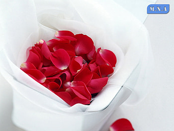 Love, it's going down !, rose, flower, red, colors, flowers HD wallpaper