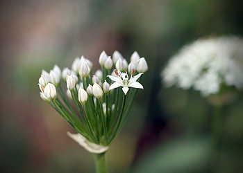 white 3d, white, 3d, nature, flowers, blure, beauty HD wallpaper