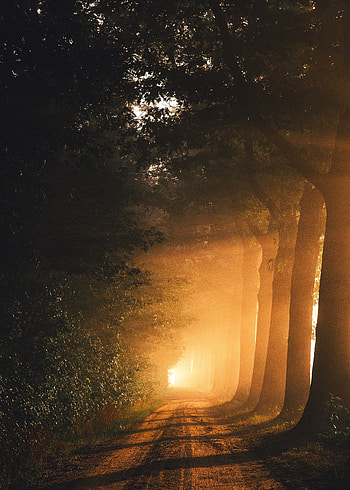 Road, Nature, Trees, Dawn, Fog, Sunlight HD phone wallpaper