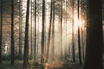 Nature, Trees, Bush, Beams, Rays, Forest HD wallpaper