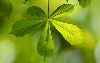 Chestnut Leaf, leaf, chestnut, green, tree HD wallpaper