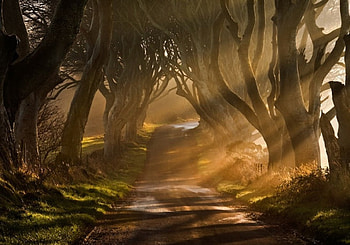 Runaway distance road., rays, trees, sunlit, forest HD wallpaper