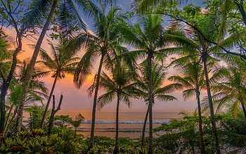 Tropical Beach, trees, tropical, sunset, beach HD wallpaper