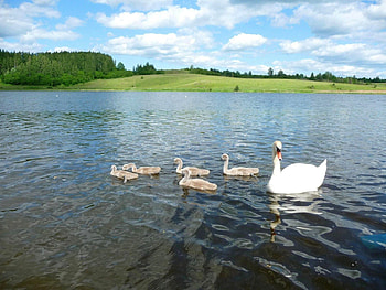 Animals, Rivers, Summer, Bird, Swan HD wallpaper
