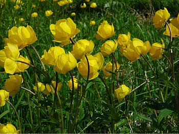 Flowers, Grass, Greens, Polyana, Glade, Sunny HD wallpaper