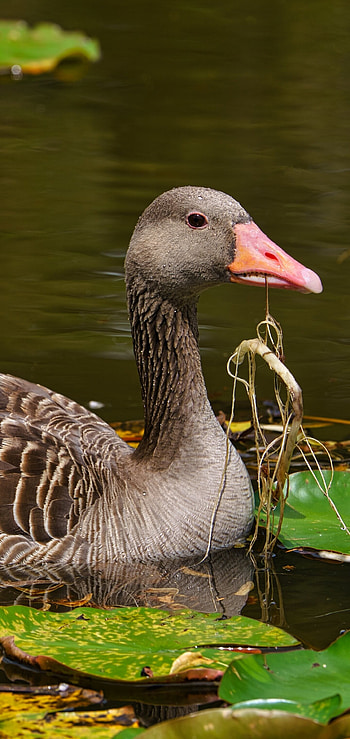 Captivating animal, Feathered wonder, Beautiful goose, Natural splendor HD phone wallpaper