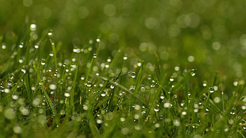 Grass, Drops, Macro, Light, Light Coloured, Dew HD wallpaper