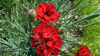 gems of red, carnations, leaves, red, flowers, grass HD wallpaper