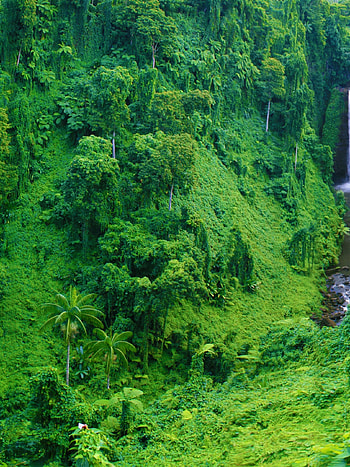 Dual monitor , Rainforest waterfall, High definition, Expansive view HD phone wallpaper