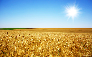 - Wheat Field 1 - - Index 1 . HD wallpaper
