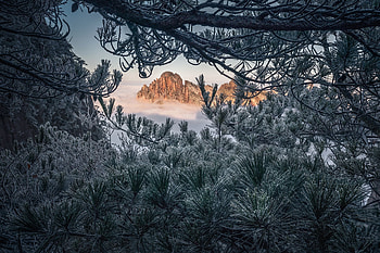 ღ, Winter, Forest, Pine mountain, Trees HD wallpaper