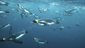 Underwater, Penguins HD wallpaper