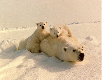polar bears, white, bear, cub, snow, mother, polar HD wallpaper